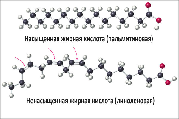 Функции ненасыщенных жирных кислот в питании человека 