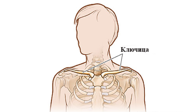 Где находится ключица у человека на фото? 