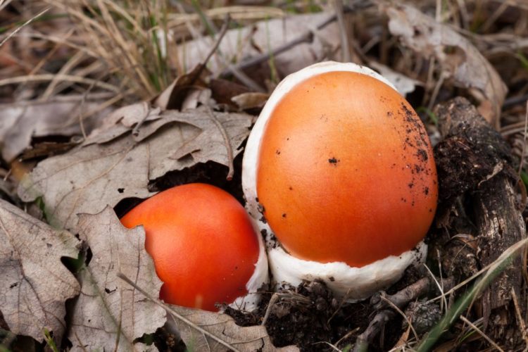 Где растет цезарский гриб (царский гриб), его описание и сходные виды 