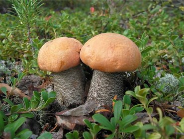 Как выглядят и где растут грибы подосиновики 