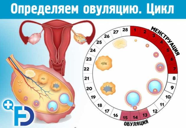 Бывает ли овуляция перед мecячными 