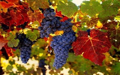 Лечение виноградом - Заболевания желудочно-кишечного тракта 