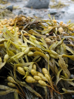 Морские водоросли фукус, полезные свойства 