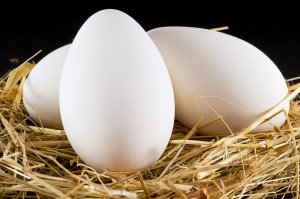 Можно ли есть гусиные яйца и как их использовать 