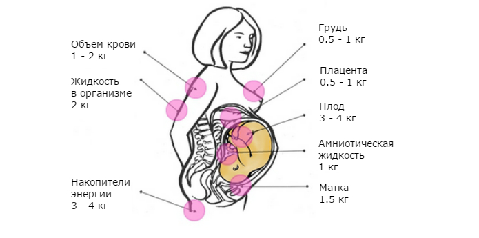 Норма набора веса при беременности по неделям. Как рассчитать набор веса при беременности. Что делать при наборе лишнего веса во время беременности 