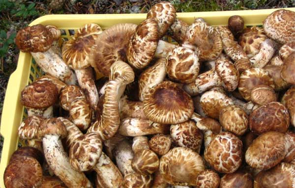 Описание и места распространения грибов мацутакэ 