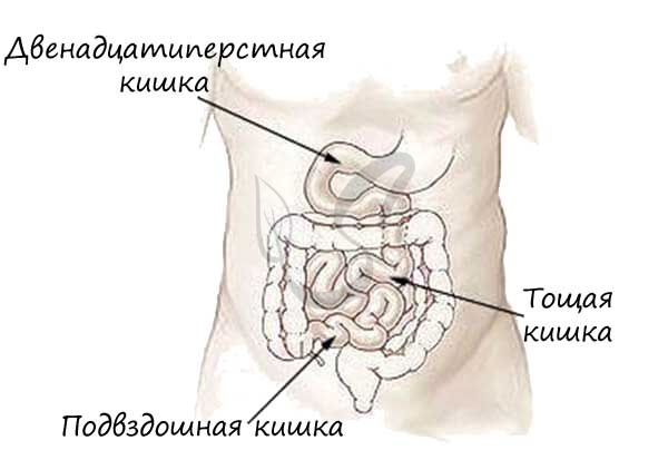 Пищеварение в тонком и толстом кишечнике 