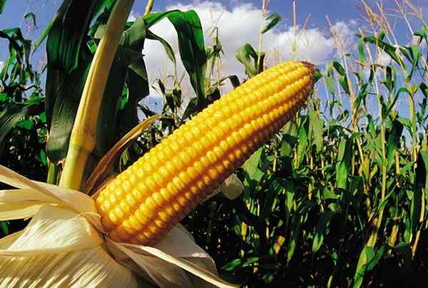 Польза и вред кукурузы для здоровья, лечебные свойства и противопоказания 
