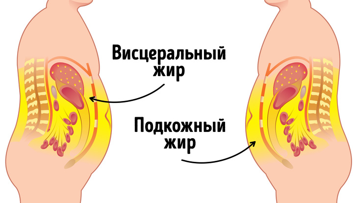 Процент жира в организме 