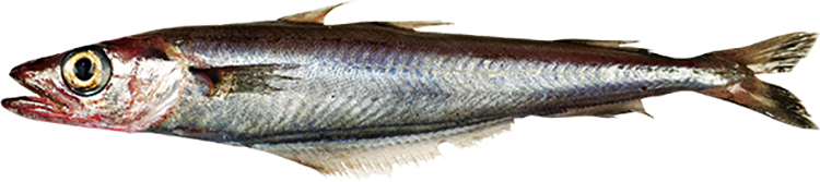 Рыба путассу: польза и вред океанской рыбки. Какими полезными свойствами обладает и может ли быть вред от путассу 