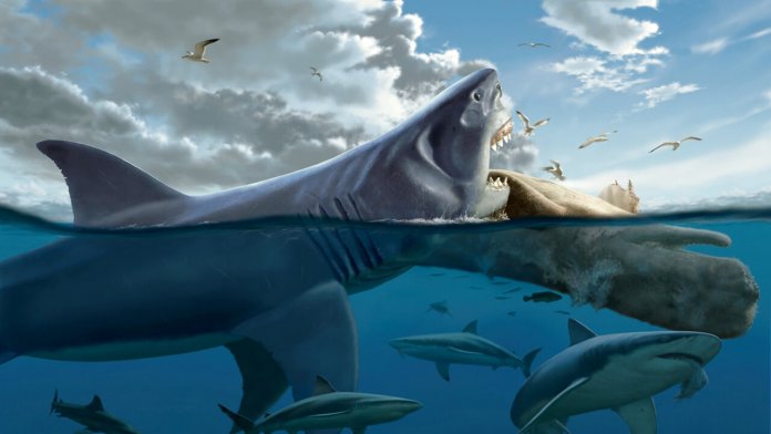 Самая большая белая акула 