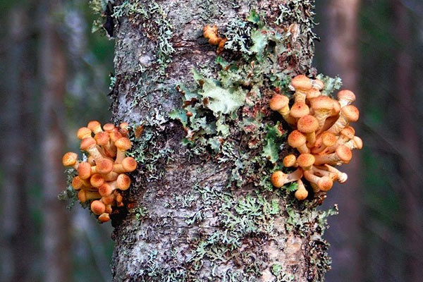 Съедобные и ядовитые грибы, растущие на деревьях 