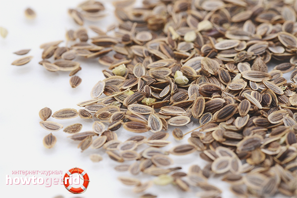 Семена укропа — польза и вред для здоровья 