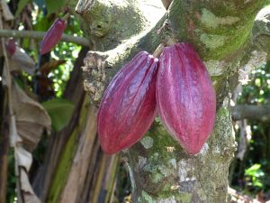 Шоколадные деревья – как выращивают какао на Бали 