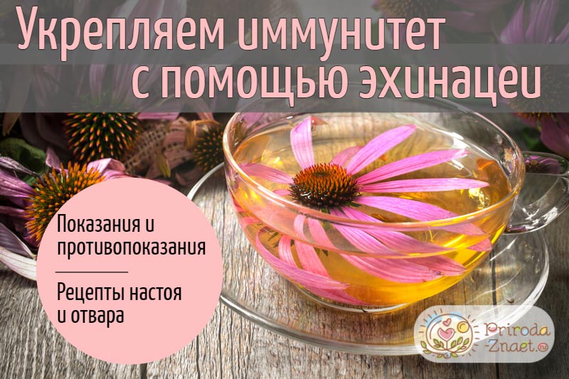 Эхинацея – верный помощник для укрепления иммунитета! 