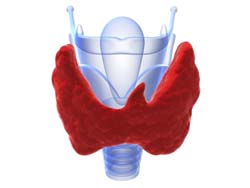 Хронический тиреоидит щитовидной железы — что это такое и как его лечить? 
