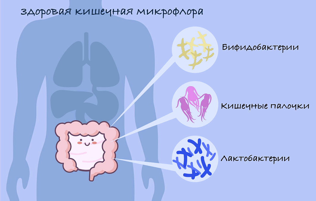 Представители нормальной (полезной) микрофлоры кишечника: нормы содержания 