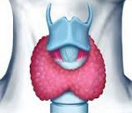 Тиреоидит — причины, виды, признаки, симптомы и лечение тиреоидита щитовидной железы 