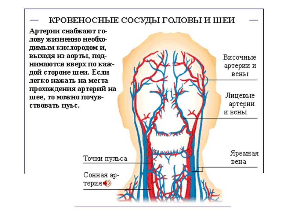 Что делать, если кружится голова у беременных — диагностика и способы лечения + первая помощь при головокружении 