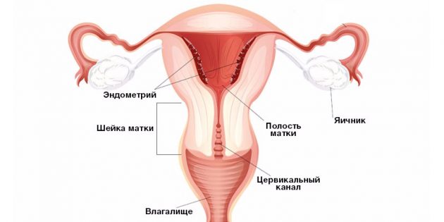 Что происходит в организме во время мecячных? 