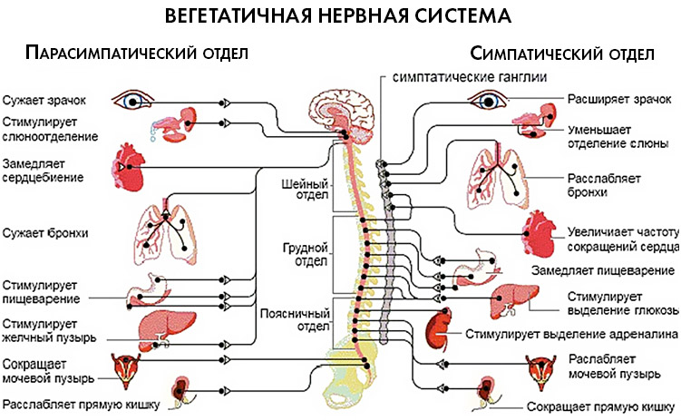 ВСД по гипотоническому типу 