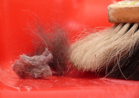 Аллергия на шерсть: как не умереть в окружении домашних животных, в шерстяном свитере или на пуховой подушке? 