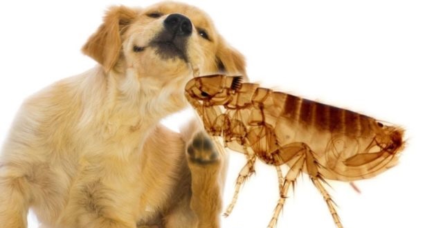 Блошиный дерматит у собак и кошек – Аллергия на укусы блох 