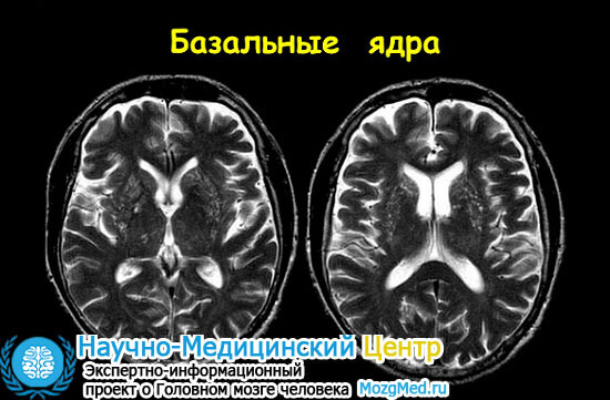 Что такое базальные ядра (ганглии) головного мозга, за что отвечают 