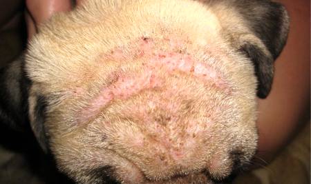Демодекоз у собак - пути заражения подкожным клещом, симптомы, диагностика, лечение и профилактика 