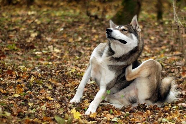 Дерматит у собак: блошиный и атопический 