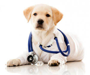 Доврачебная помощь: болезни собак и их признаки и лечение 