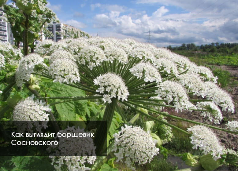 Почему нежелательно распространение борщевика Сосновского 