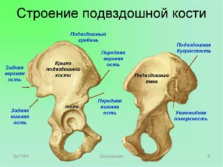 Ушиб таза при падении 