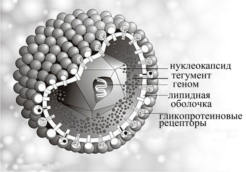 Герпес в полости рта: причины, симптомы и лечение болезни 