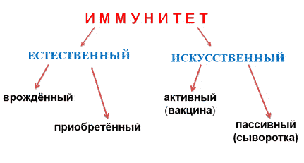 Иммунная система организма человека – органы, виды и принципы работы 