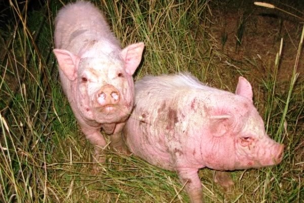 Как лечить чесотку у свиней? 