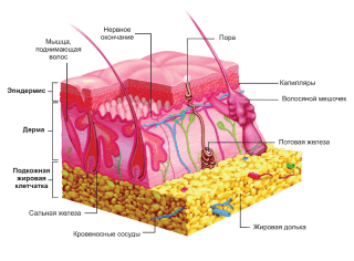 Кожа человека: её строение и функции 