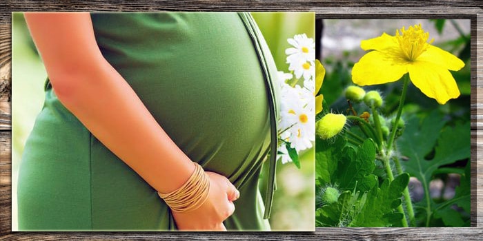 Лечение чистотелом при беременности: риски и предосторожности 