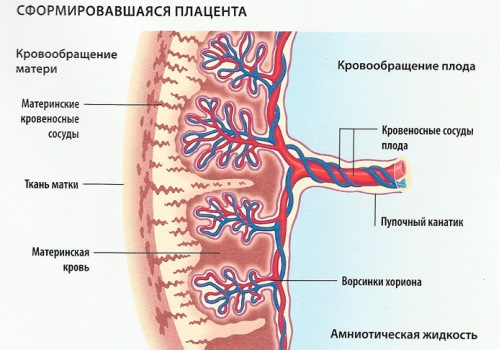 Эмболия околоплодными водами 