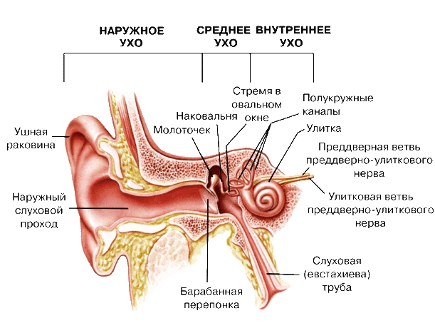 Как устроено человеческое ухо 