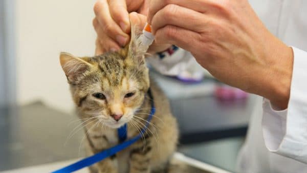 Опухоль в ухе у кошки чем лечить 