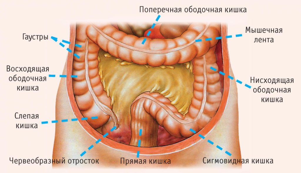 Сигмовидная кишка: расположение, строение, функции и заболевания органа 