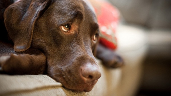 Венерическая саркома у собак: симптомы и методы лечения 