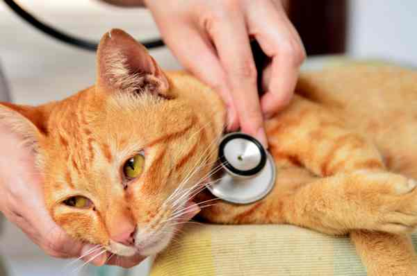 Вирусная лейкемия у кошек: признаки и симптомы, лечение, опасность 