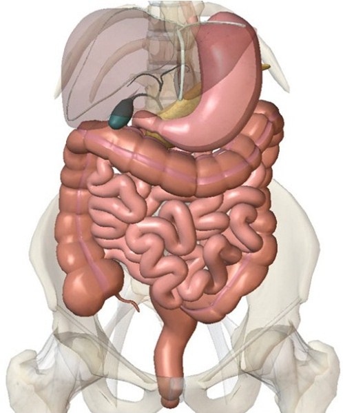 Желудок и кишечник человека фото 