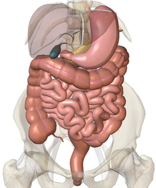 Анатомия, функции и заболевания кишечника человека 
