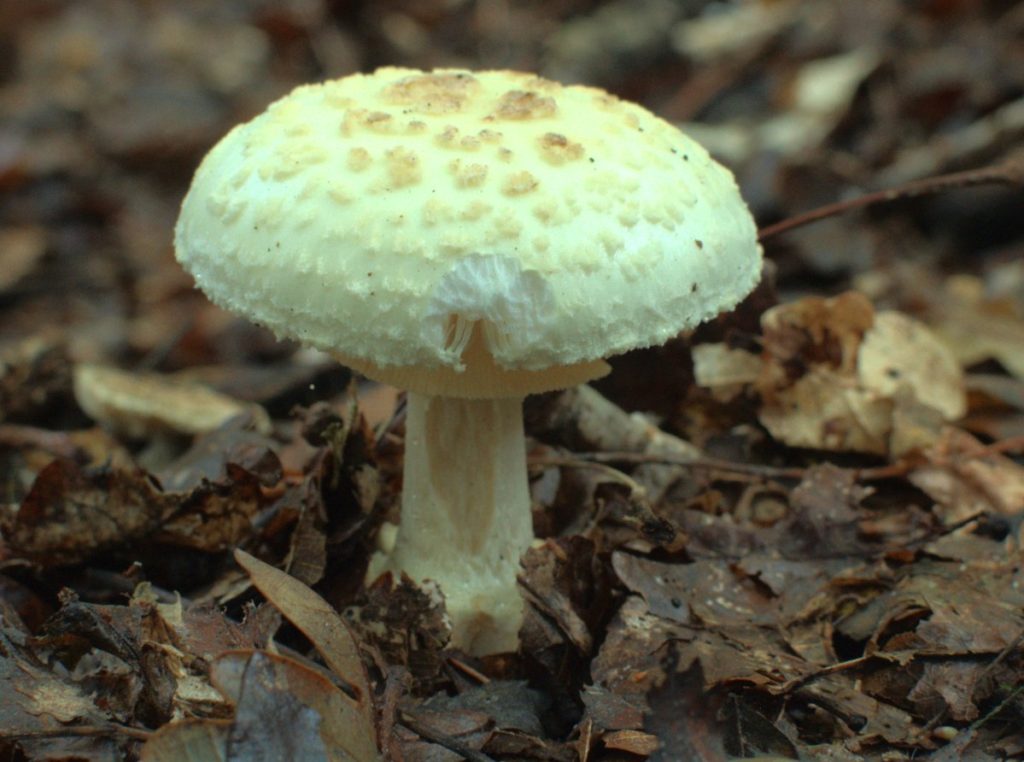 Бледная поганка — как распознать, отличия от съедобных грибов, признаки отравления (77 фото + видео) 