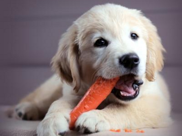Чем кормить собак после отравления? 