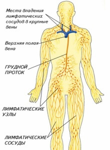 Чистка лимфы: народные средства, авторские методики, медицинские процедуры 