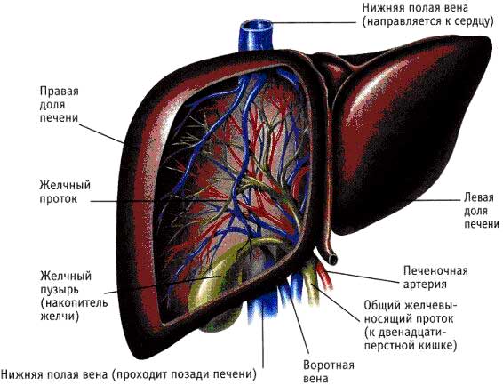 Чистка печени по Аюрведе 